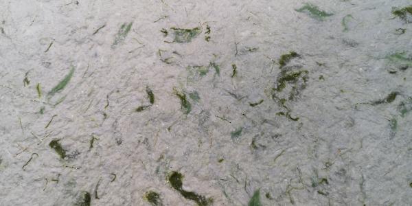 Folyékony tapéta minta